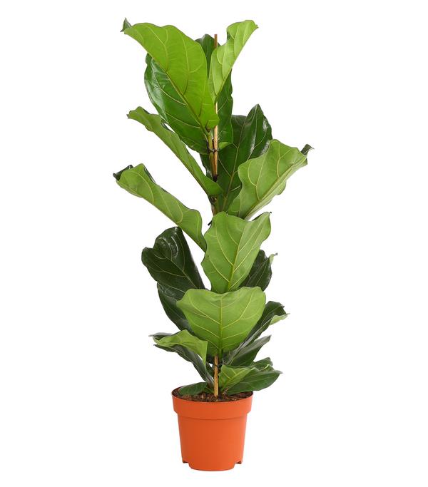 Geigenfeige - Ficus lyrata 'Bambino'