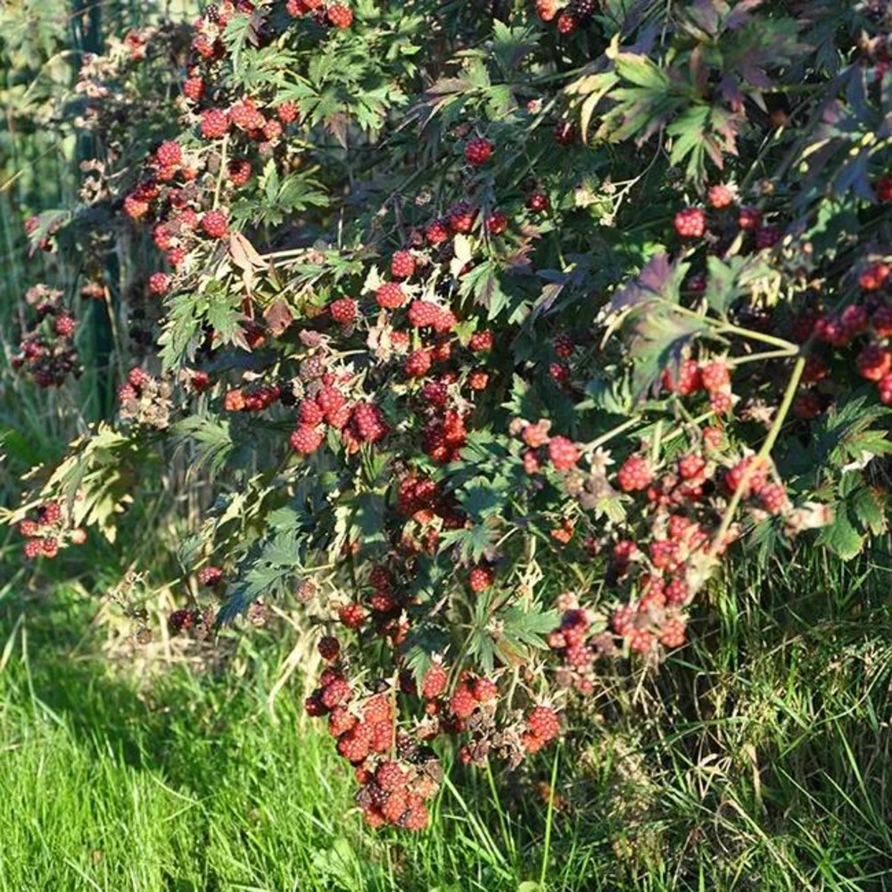 Mûre 'géante des jardins' - rubus fruticosus 3l