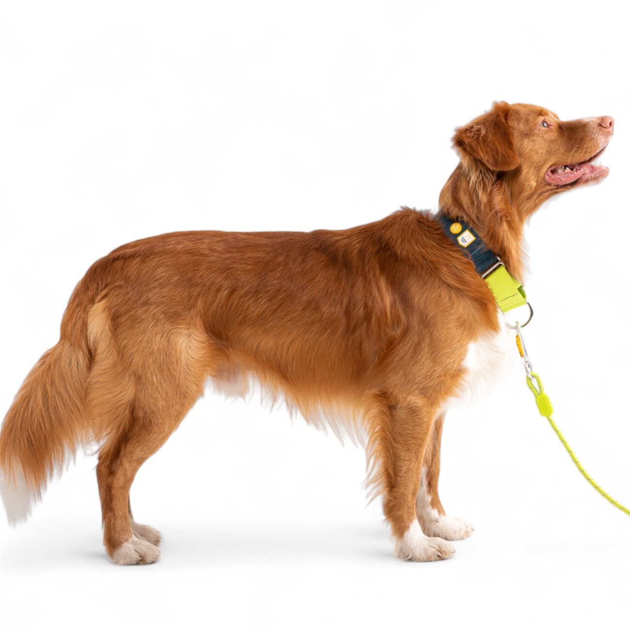 Woolly Wolf Führleine Rope