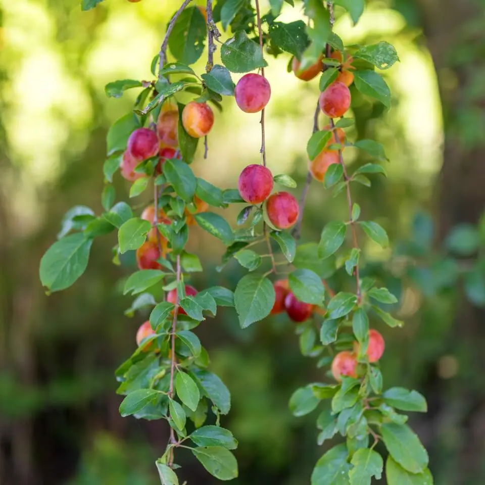 Mix fruitzuilen met plantenvoeding - Set van 4 - Hoogte 60-70cm - ⌀9cm