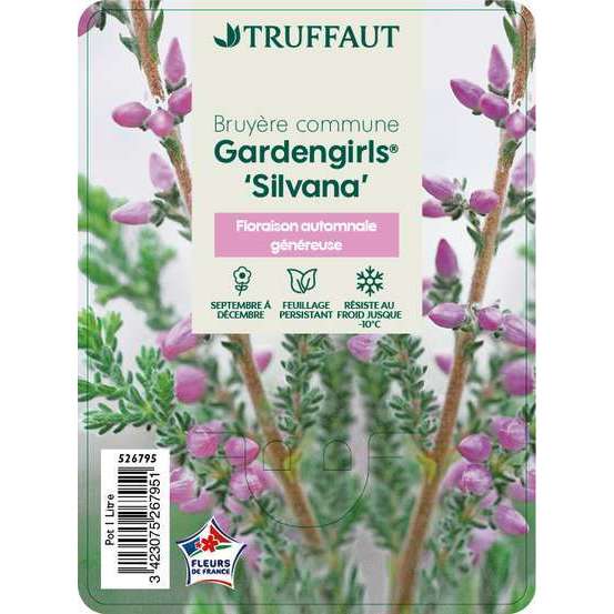 Calluna vulgaris 'Silvana':conteneur 1 litre