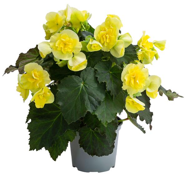Begonie 'Solenia', verschiedene Farben