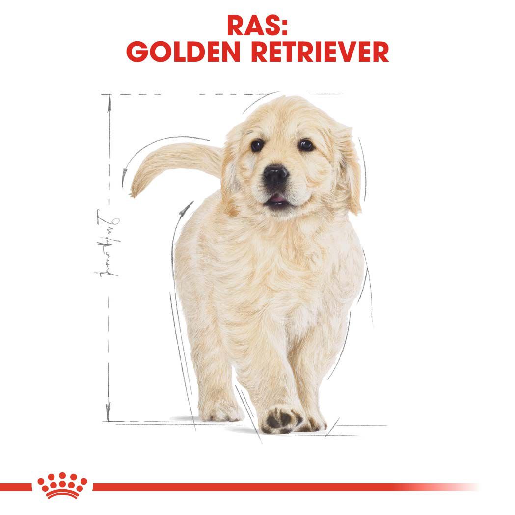 Royal Canin Golden Retriever Junior - Hondenvoer - 3 Kilogram - gevogelte