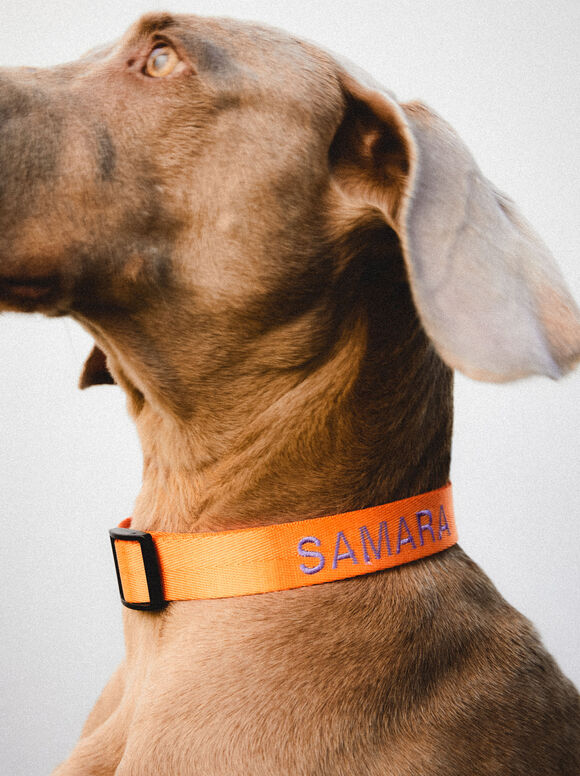 Coleira personalizável para cães - Laranja