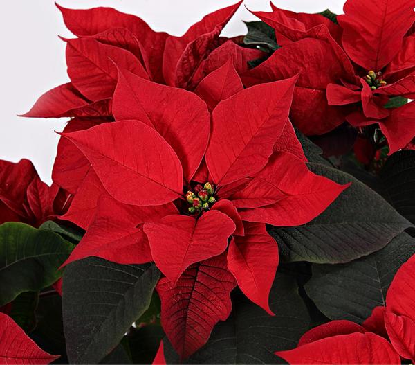 Weihnachtsstern - Euphorbia pulcherrima, Busch