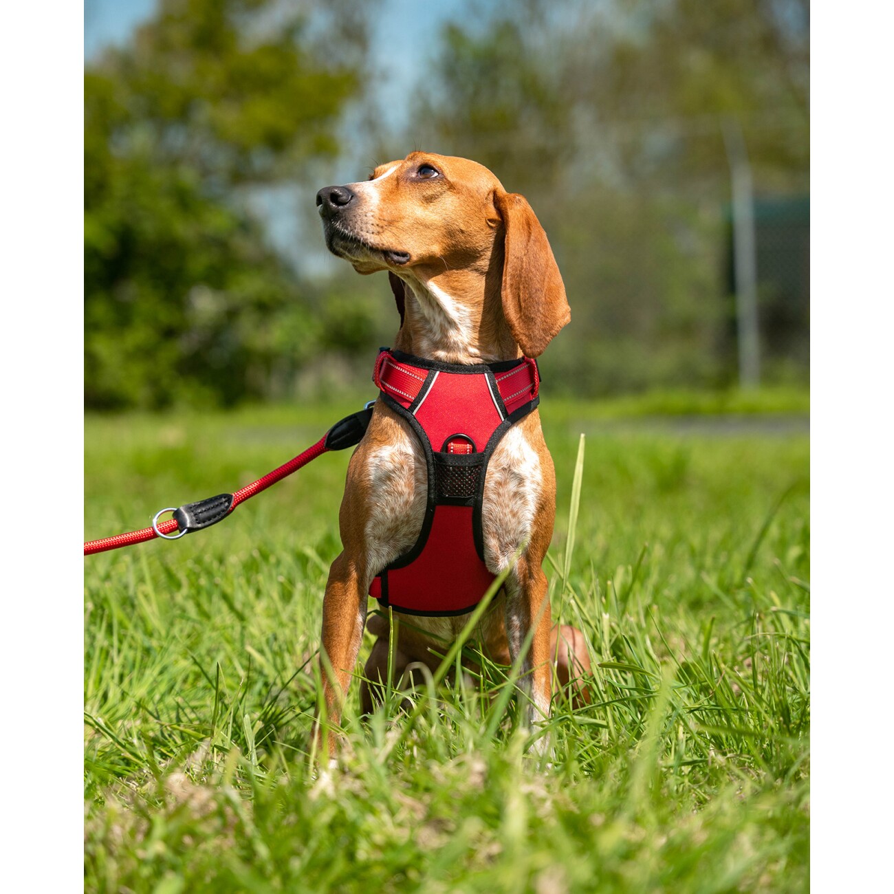 Lionto Hundegeschirr rot S