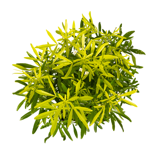 Choisya x ' Aztec Gold ': C 5L