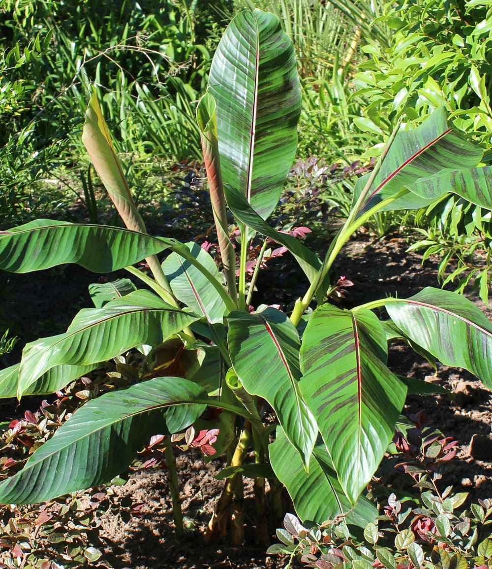 Winterharte Banane 'rot'