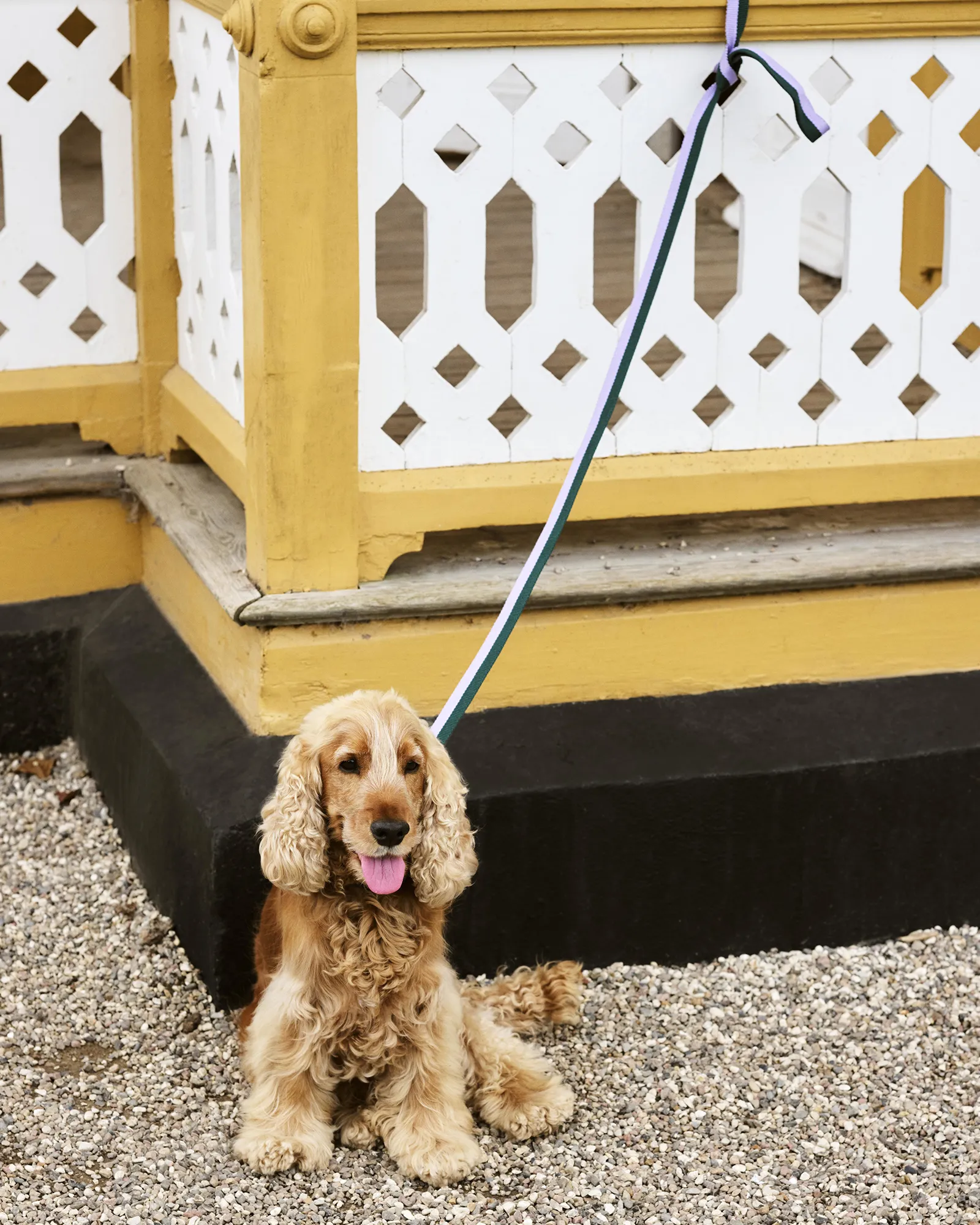 HAY HAY Dogs Leash