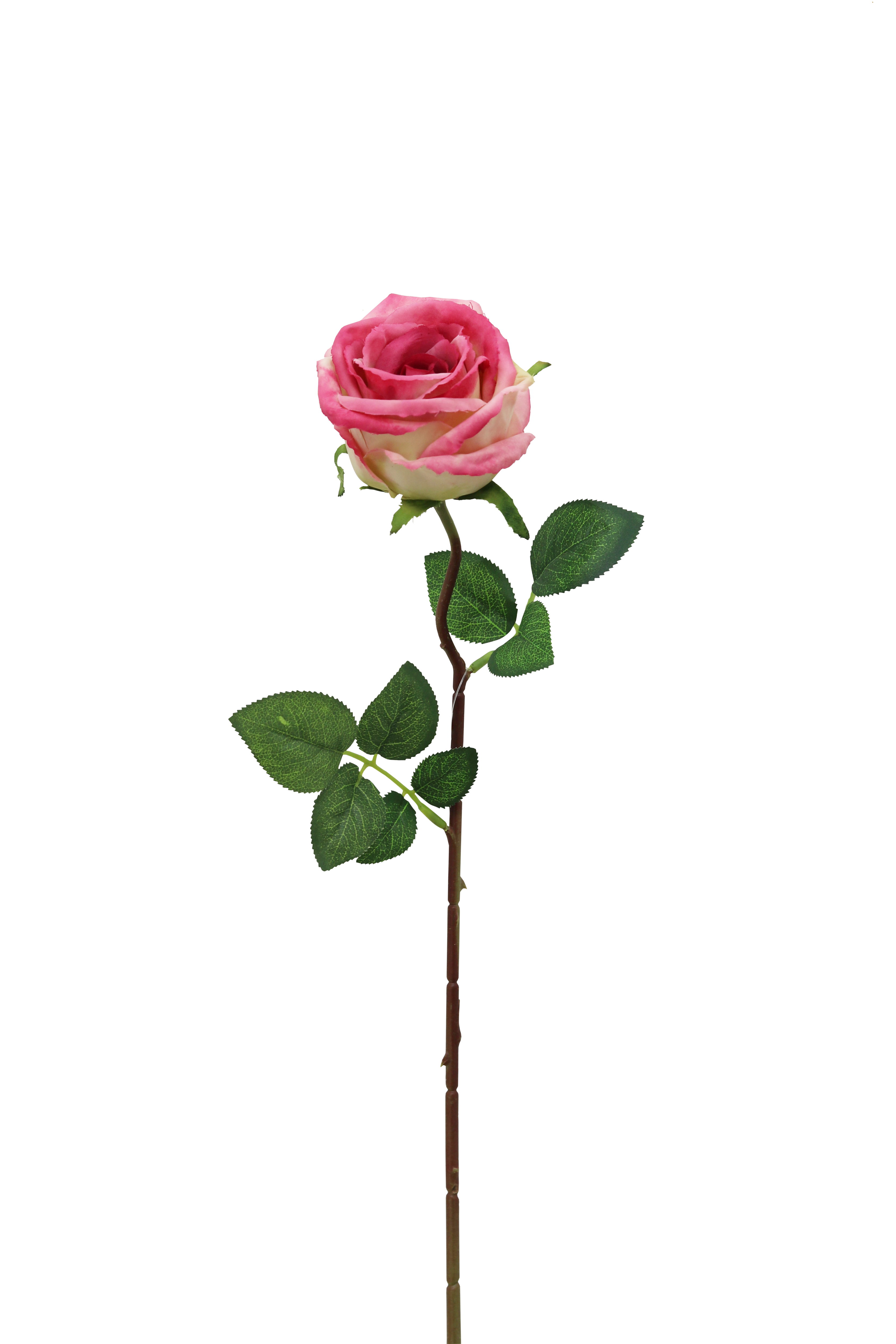 TIGE ROSE H.70CM ROSE