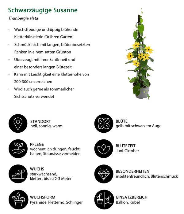 Schwarzäugige Susanne
