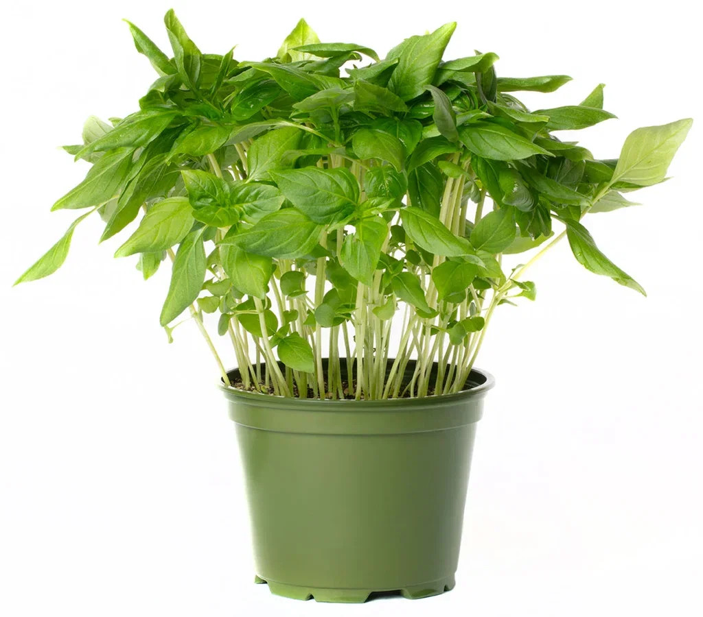 Ocimum basilicum 'Thai' 12 cm Thaibasilium Ø12 cm