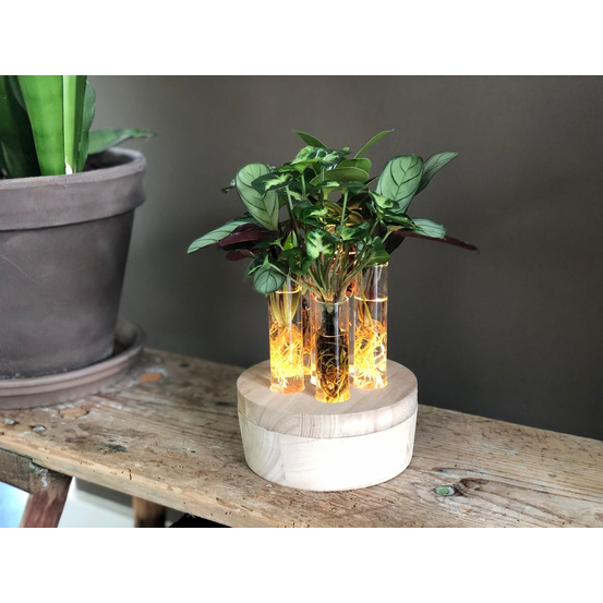 Compo 4 plantes d'intérieur en verrerie et bois D5cm