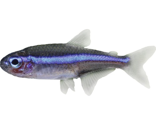 Vis Blauw Neon - Paracheirodon simulans
