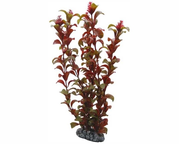 Hobby Plant Rotala 30cm