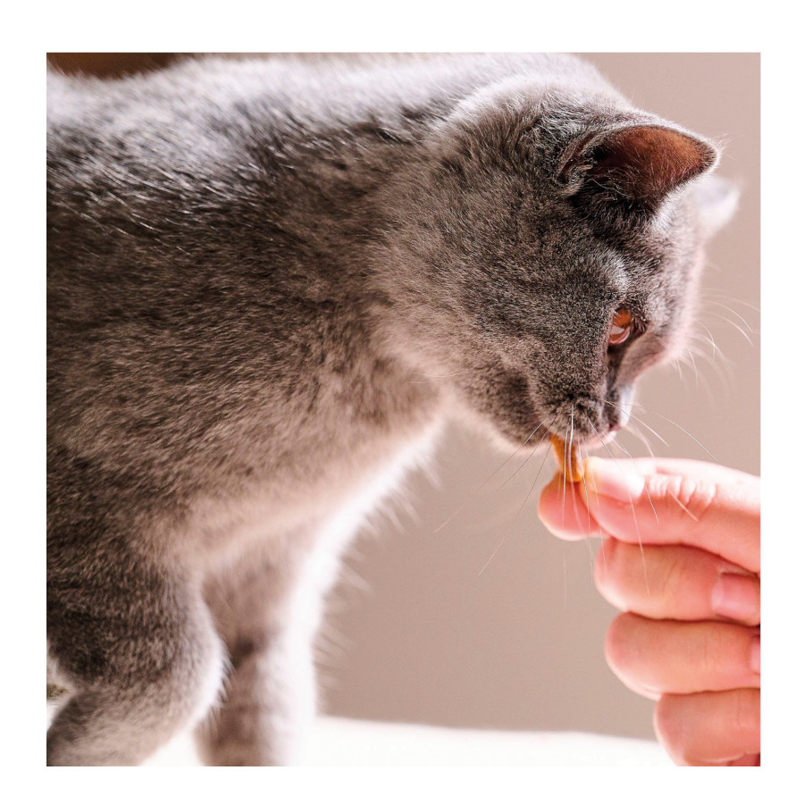 Petiscos dentais Beaphar para gatos
