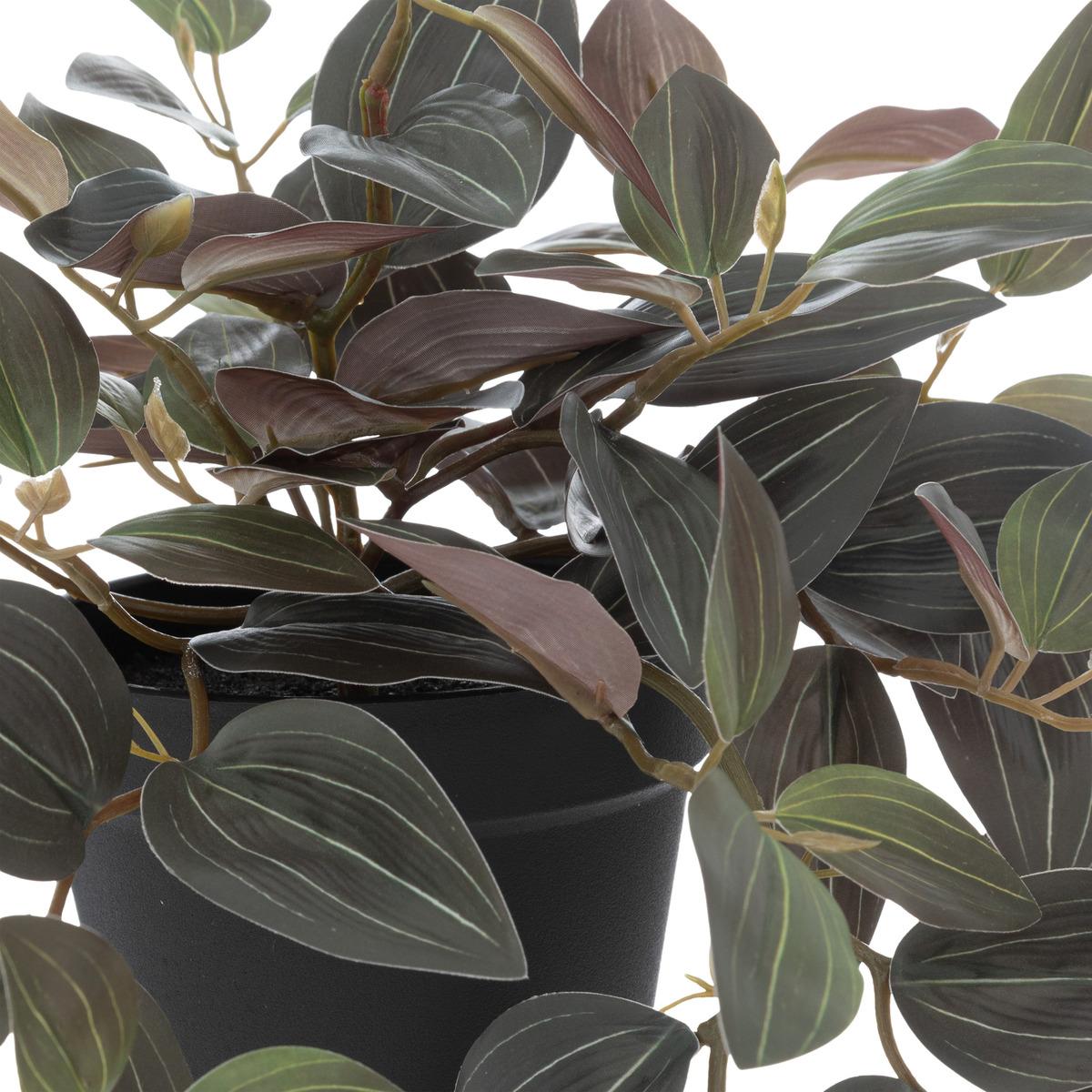 PLANTE TRADESCANTIA L.45CM
