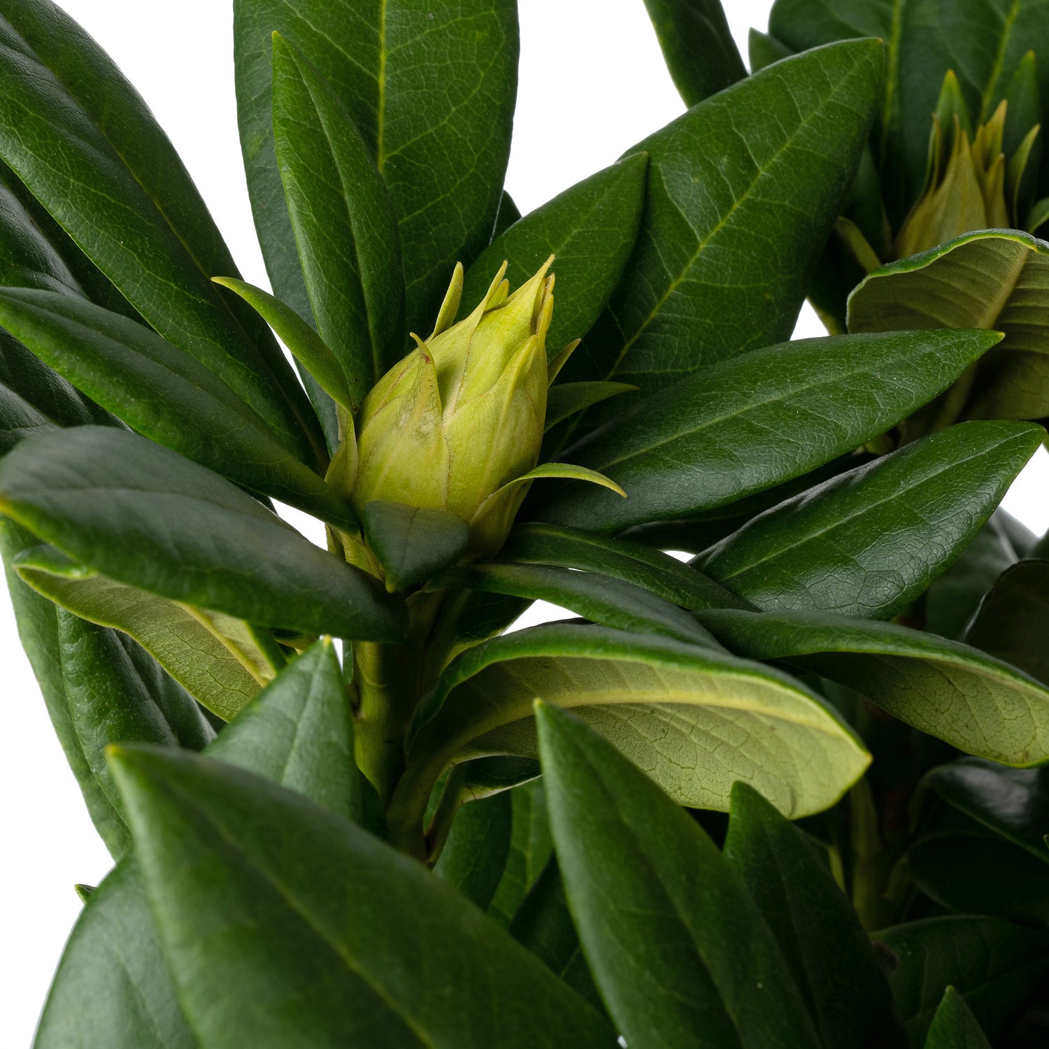 Rhododendron (Rhododendron 'Cosmopolitan') D 23 H 40 cm