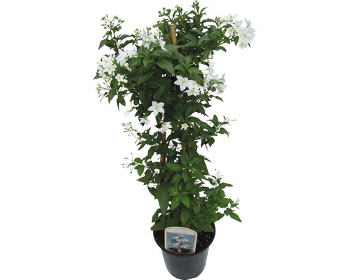 Zomerjasmijn (Solanum jasminoides) H 80 cm Ø 19 cm pot