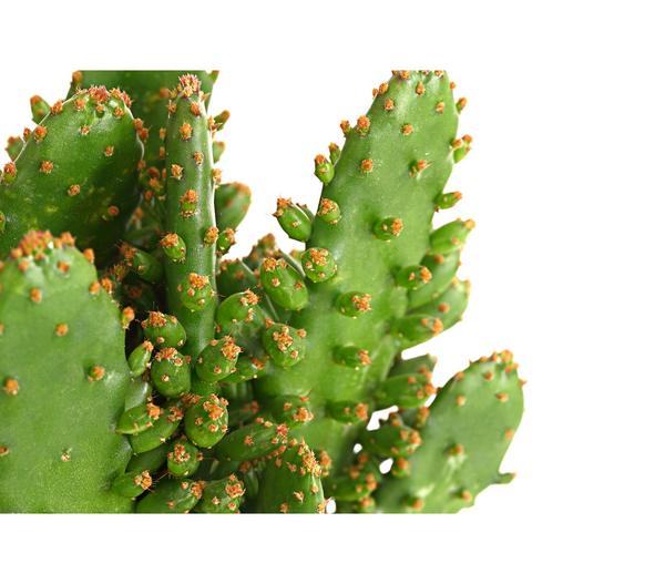 Feigenkaktus - Opuntia indica, verschiedene