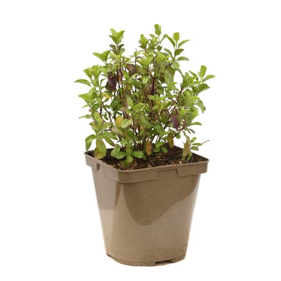 Salvia x jamensis 'Violette de Loire':pot 3L MDD