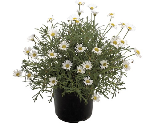 Struikmargriet FloraSelf Chrysanthemum frutescens H 40-60 Ø 18 cm