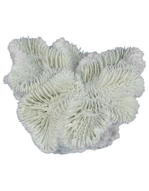 Aqua Della Fungia Koraal - Aquarium - Ornament - 12x12x5 cm Wit