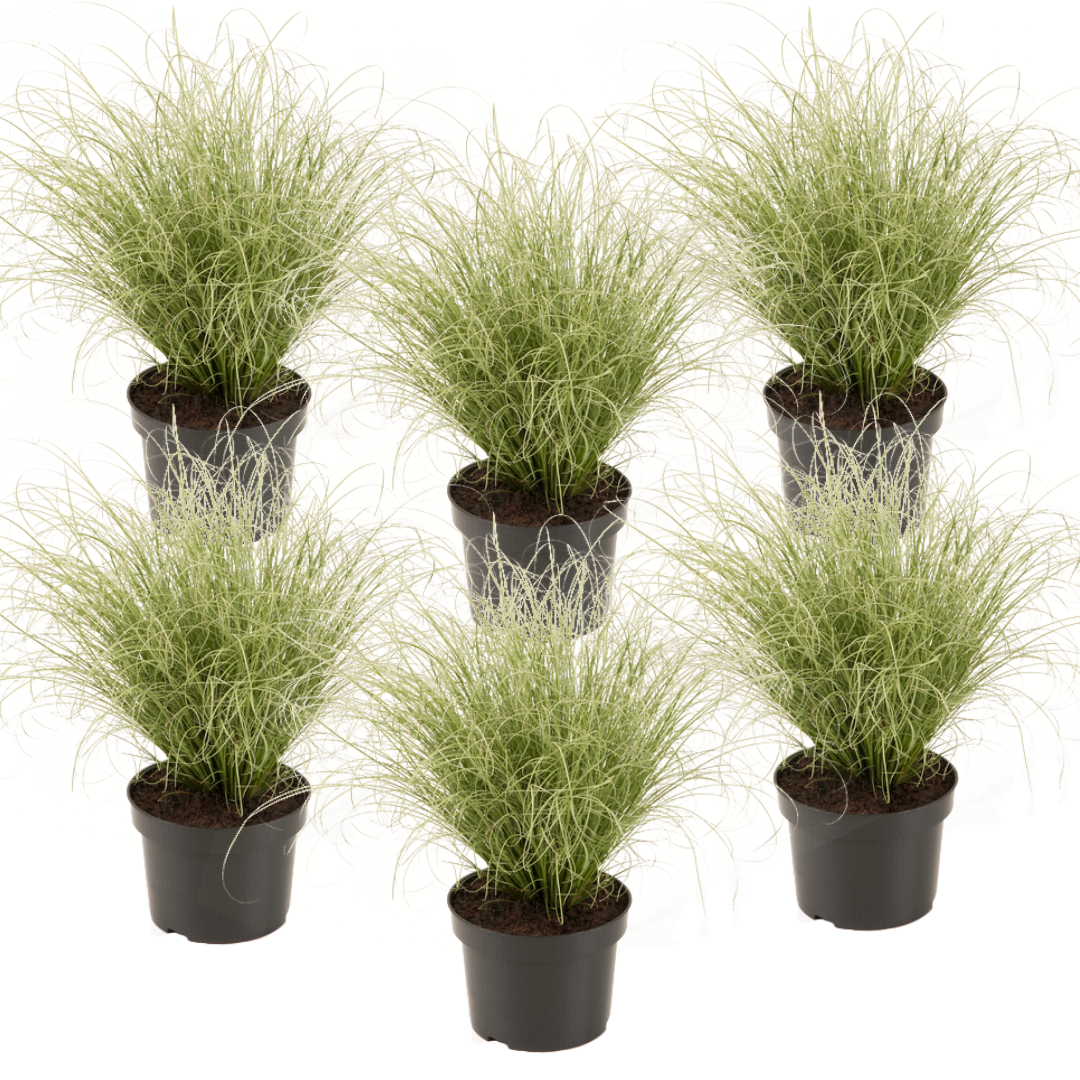 Carex amazon mist - set de 6 - pot 10,5 - hauteur 15-25cm