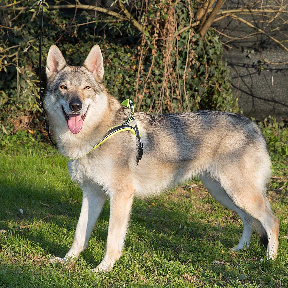 Ferplast harnais de type suédois pour chiens sport dog p large, adaptabilité parfaite, rembourrage souple, coutures