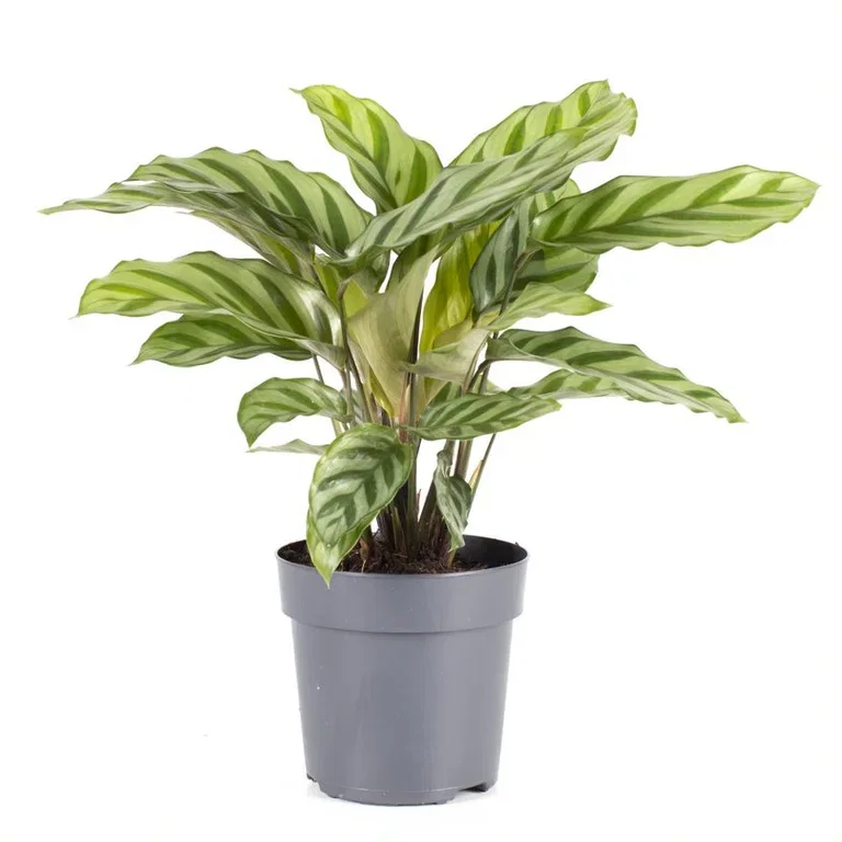 Goeppertia 'Freddie' Calathea 'Freddie' Høyde 30 cm