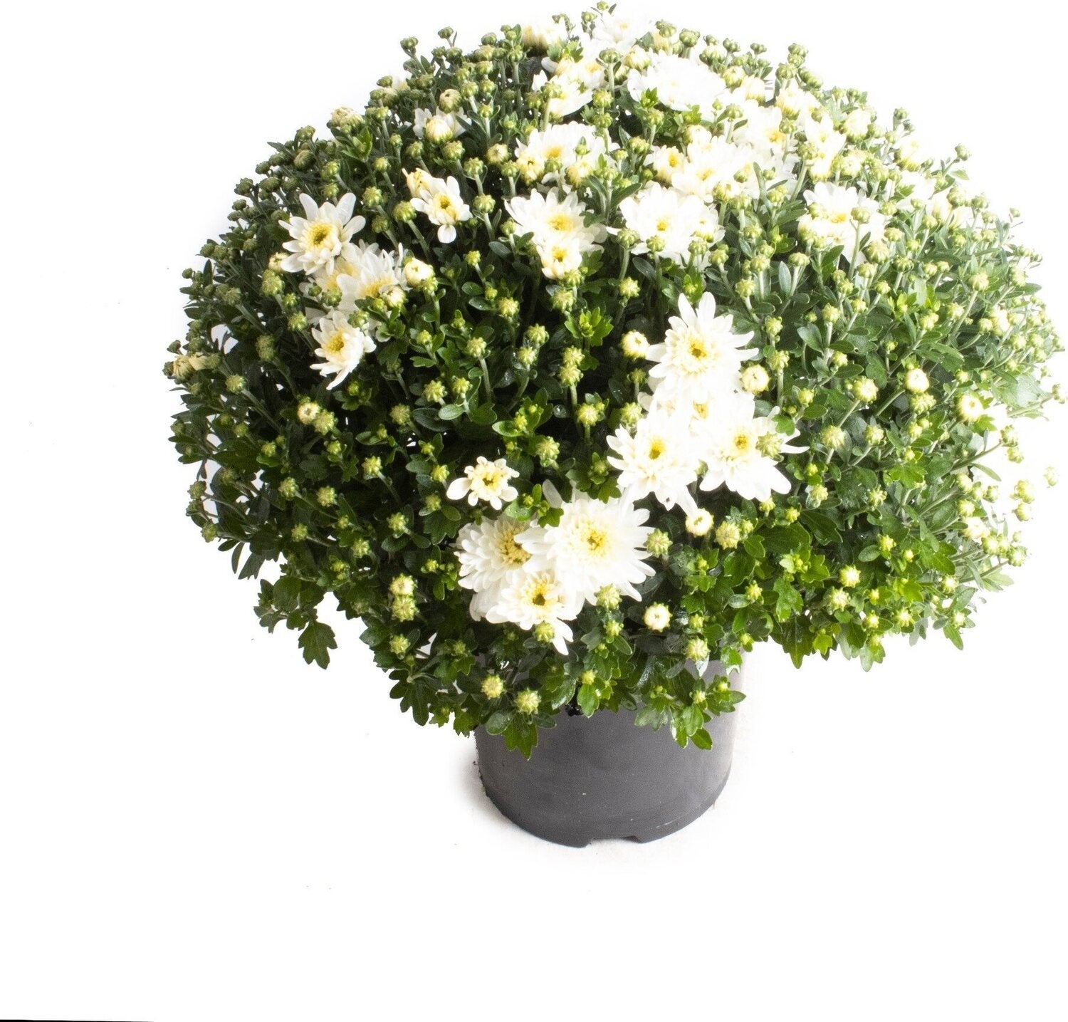 Bolchrysant (Chrysanthemum) wit D 19 H 45 cm