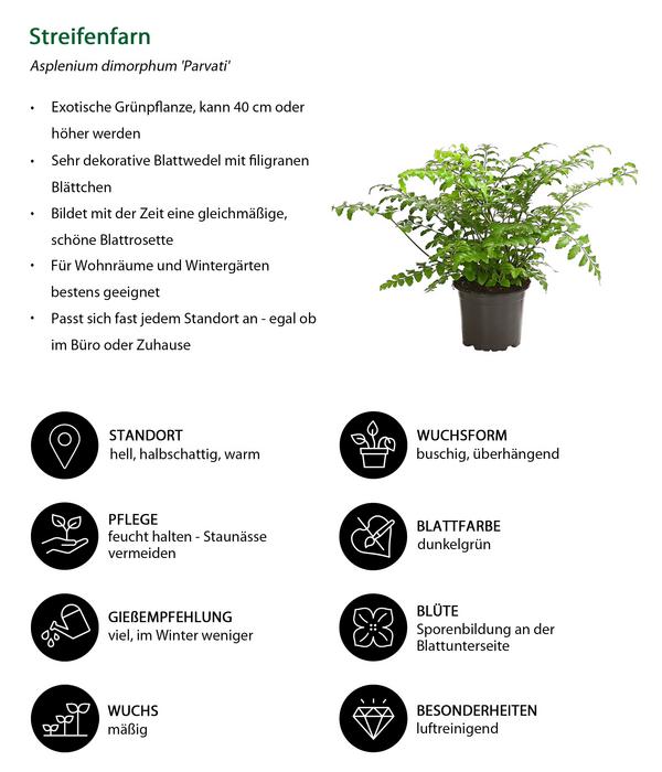 Streifenfarn - Asplenium dimorphum 'Parvati'