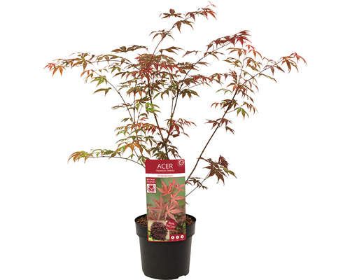 Rode Japanse esdoorn Acer palmatum 'Atropurpureum' H 40-50 Co 3 L
