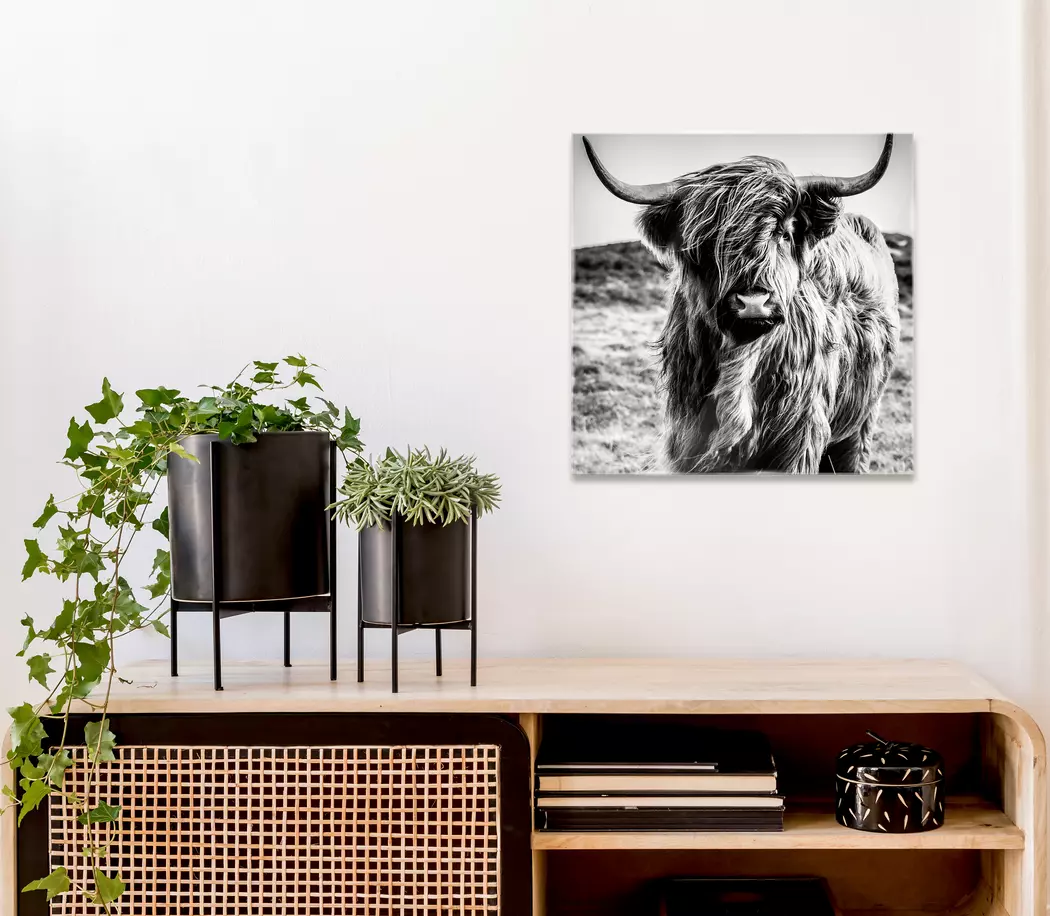 Glasbild 50 x 50 cm Highland Cow I