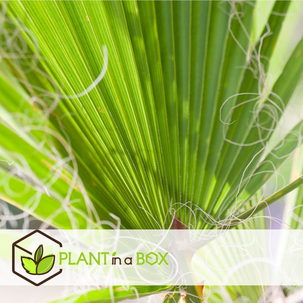 Washingtonia robusta - set de 2 - palmier éventail - pot 21cm - hauteur 70-90cm