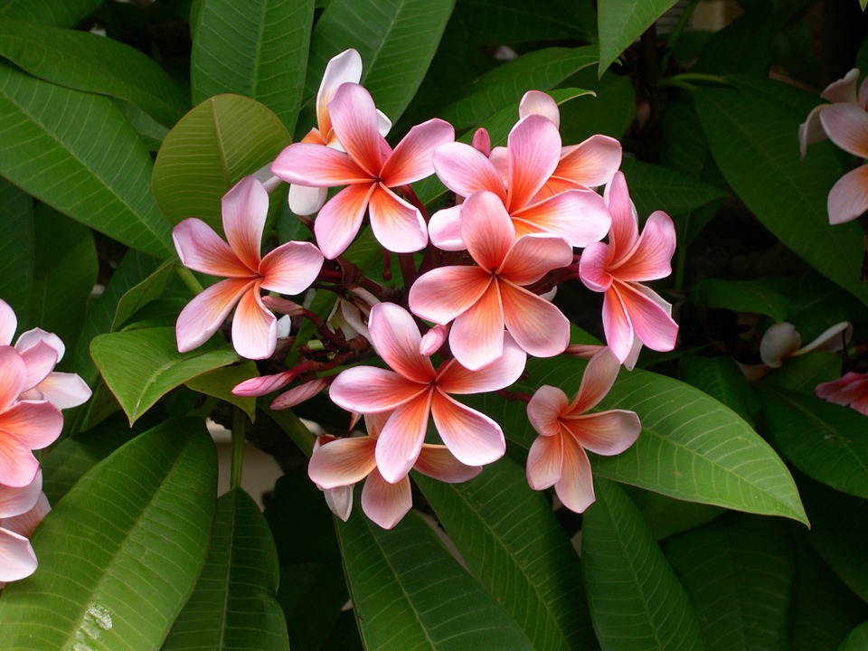 Plumeria frangipani hawaii - pot 17cm - hauteur 45-55cm