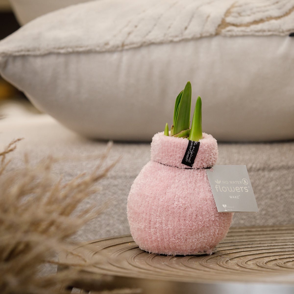 Bloomique – Set van 2 – Wax Amaryllisbollen – Gezellig roze – Bloembollen – Niet voor water – Kerstdecoratie – 15–25 cm hoog bij levering – groeit tot 40–60 cm hoog – 10 cm diameter