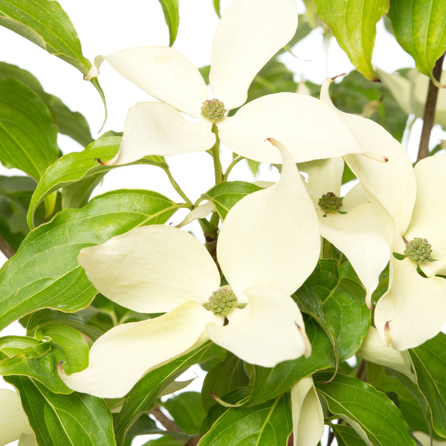 Japanse kornoelje (Cornus kousa 'Milky Way') D 24 H 80 cm