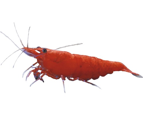 Garnalen Sakura dwerggarnalen - Neocaridina heteropoda