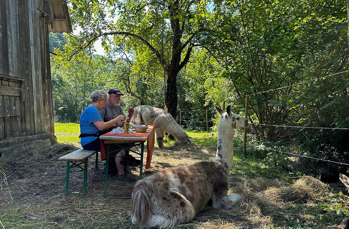 Lamawanderung mit Picknick Molln