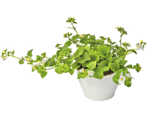 Sneeuwvlokbloem FloraSelf Bacopa x Hybride 'Gulliver Dynamic White' Ø 12 cm pot