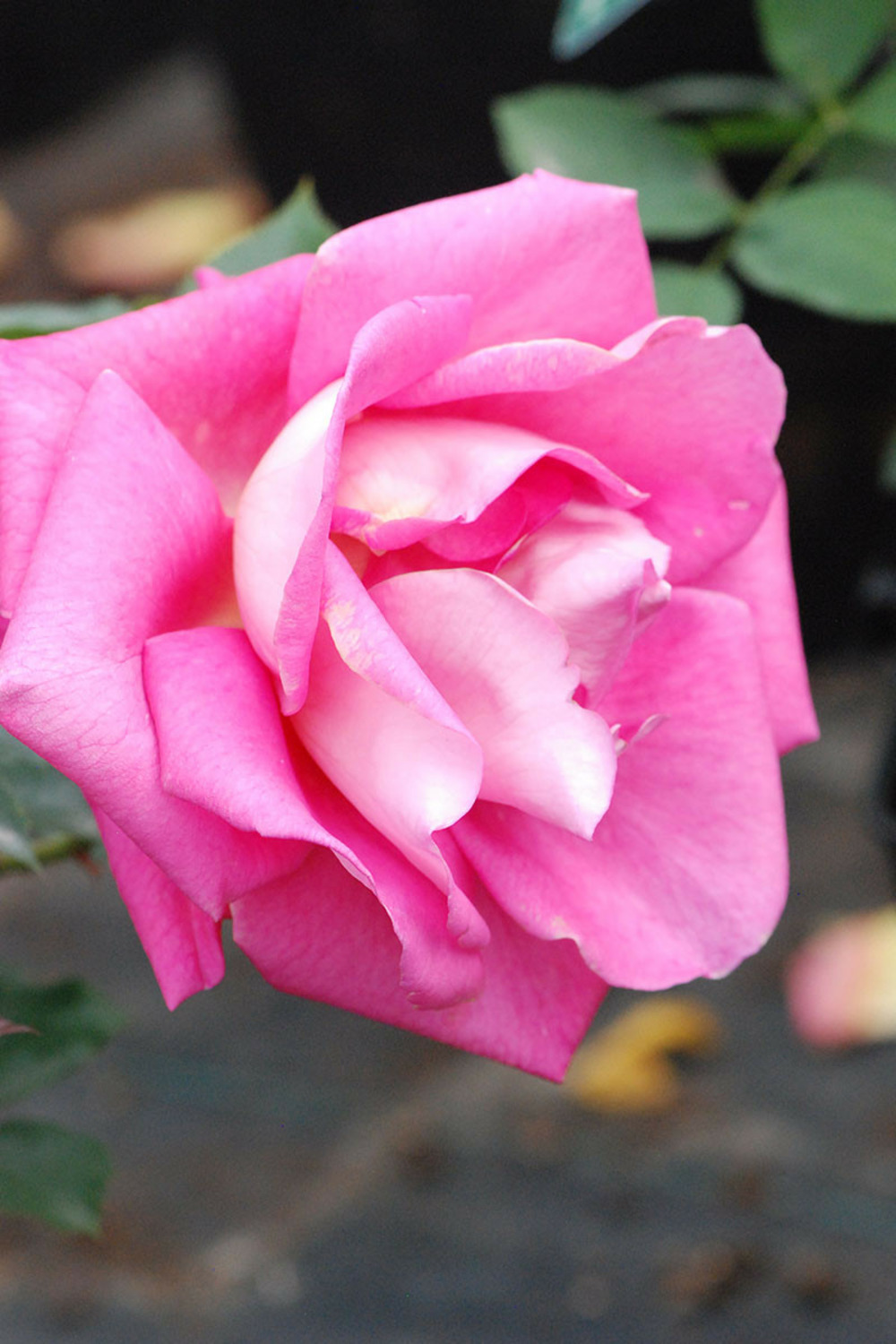Rosier 'parfum royal' ? - 5l