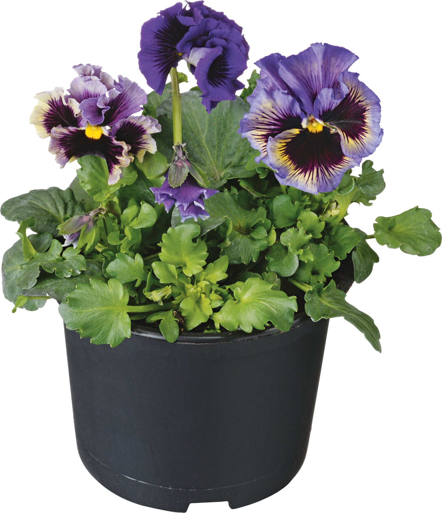 Viooltjes (Viola cornuta) D 9 cm