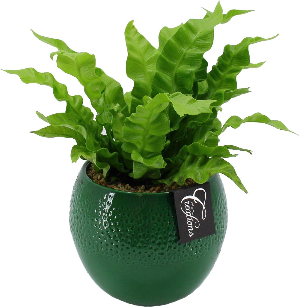 Intratuin Arrangement Boly Nestvaren (Asplenium) D 14 H 25 cm