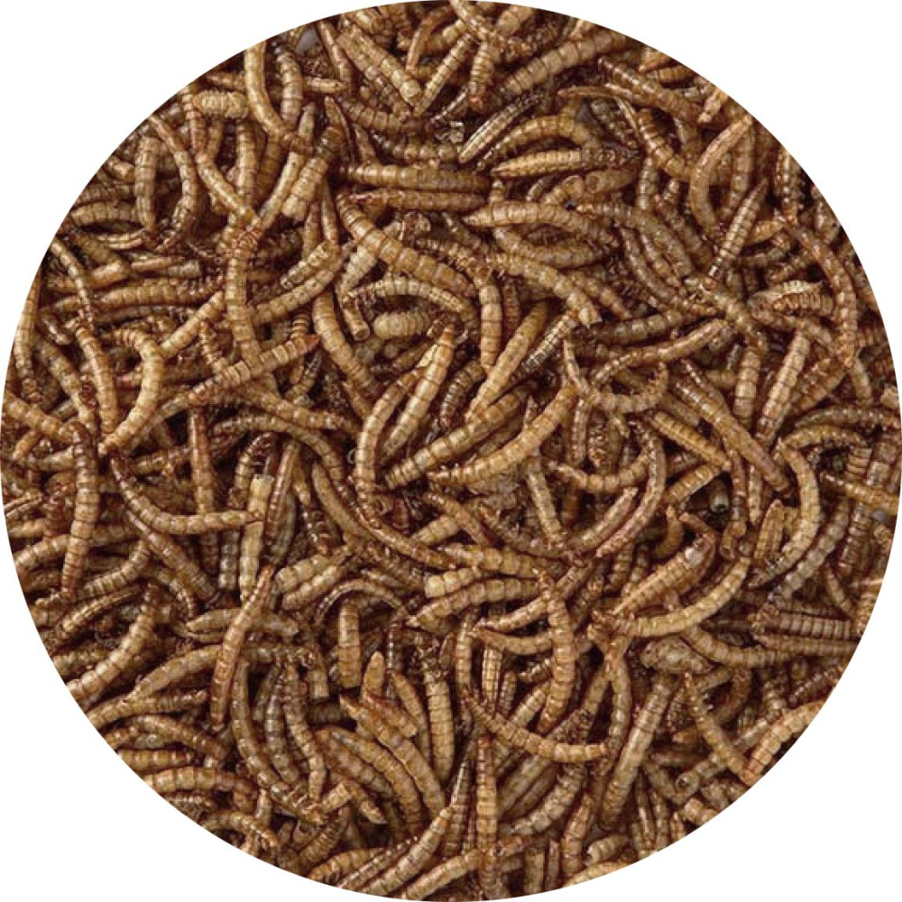 Vers de farine séchés 125 gr unitaire