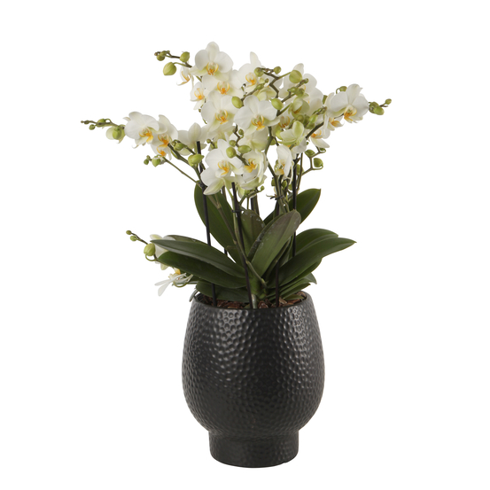 Orchidée Phalaenopsis 'Bellissimo Bella' H50cm en Coupe noire D15cm