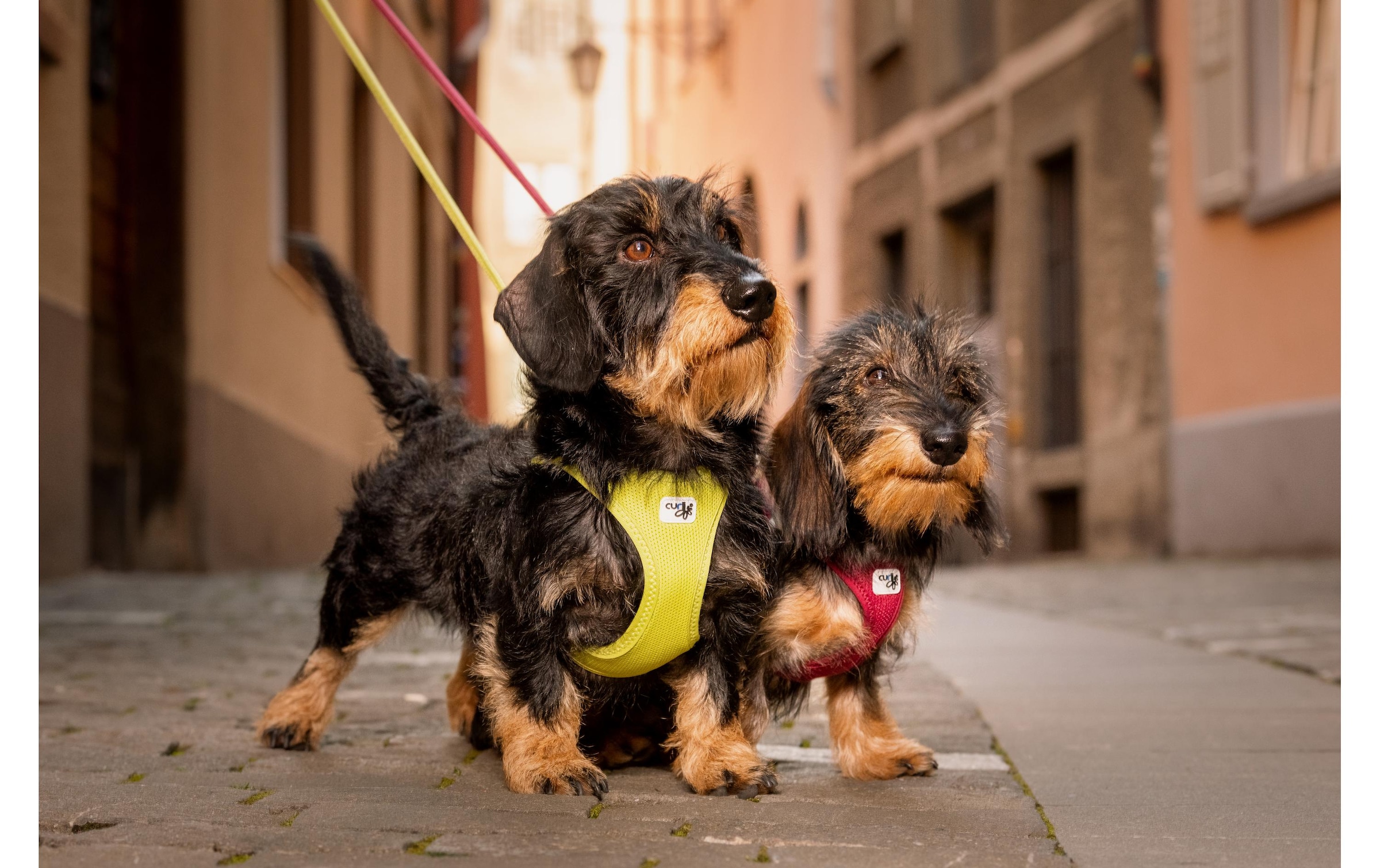 Curli Hunde-Geschirr »Vest Air-Mesh XL« Polyester