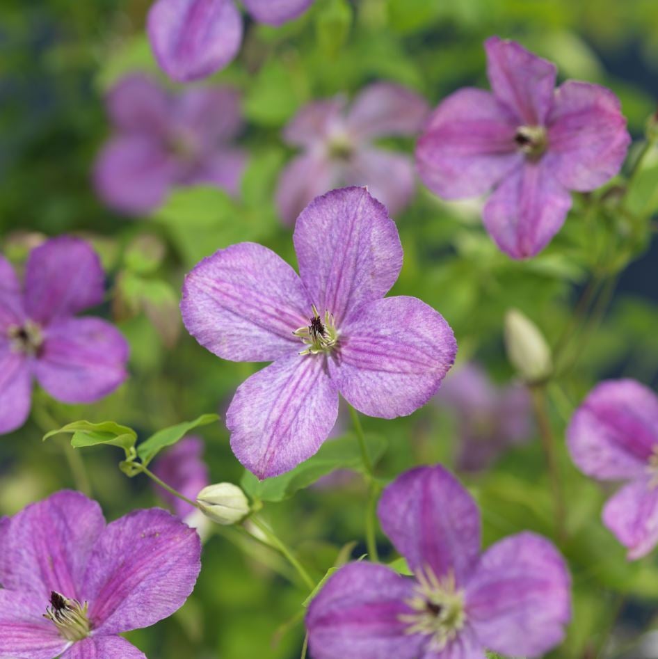 Bosrank (Clematis 'SoMany® Lavender Flowers') D 16 H 75 cm