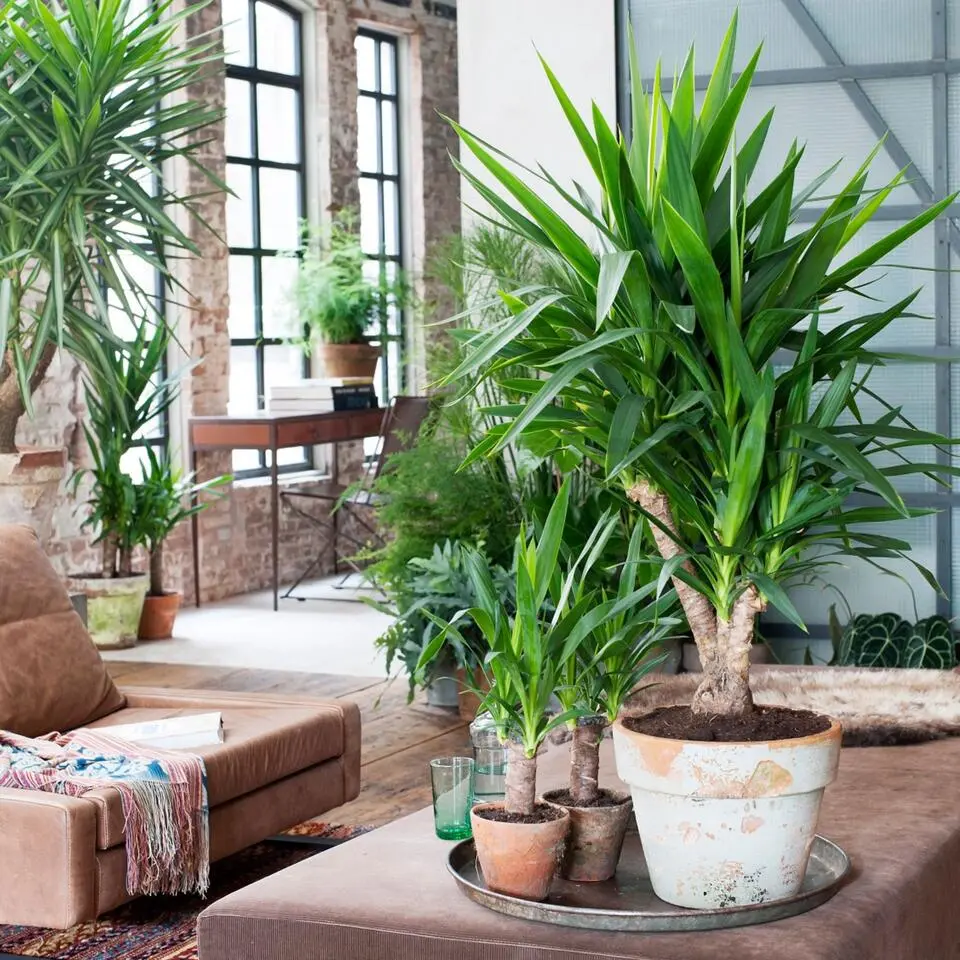 Palmlelie - Yucca elephantipes - Hoogte 70-80cm - ⌀21cm