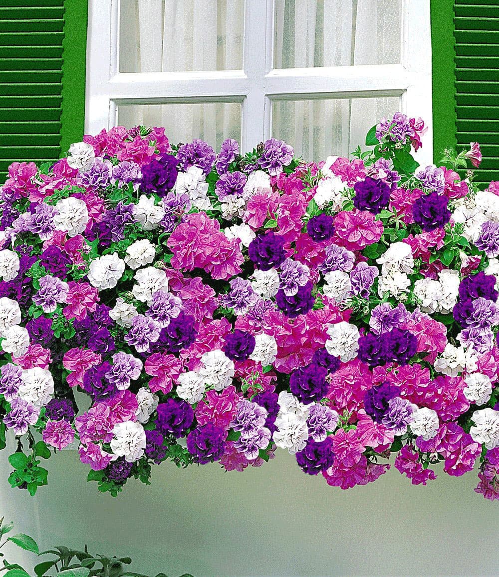 Hänge-Petunien 'Dark Purple'